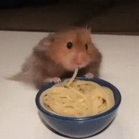 hamster eating GIF