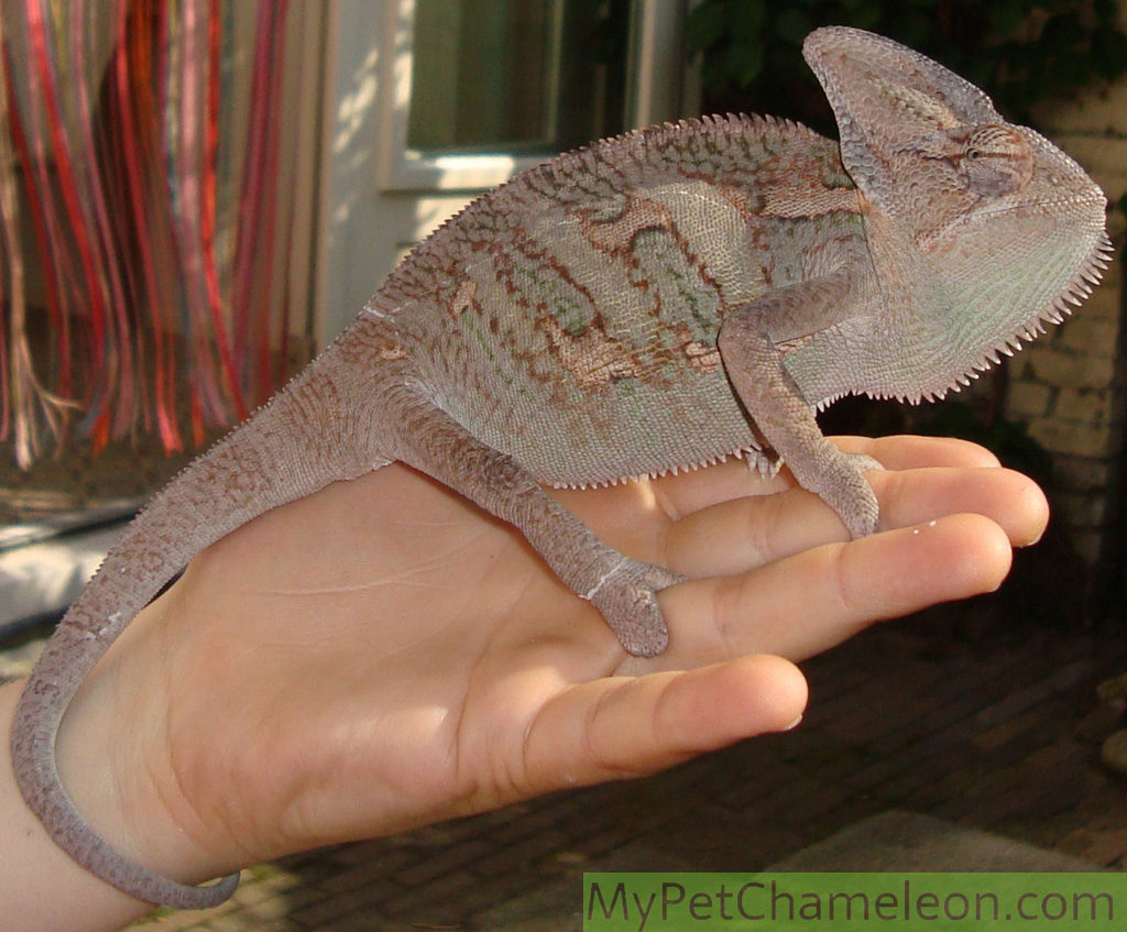 Image result for black veiled chameleon