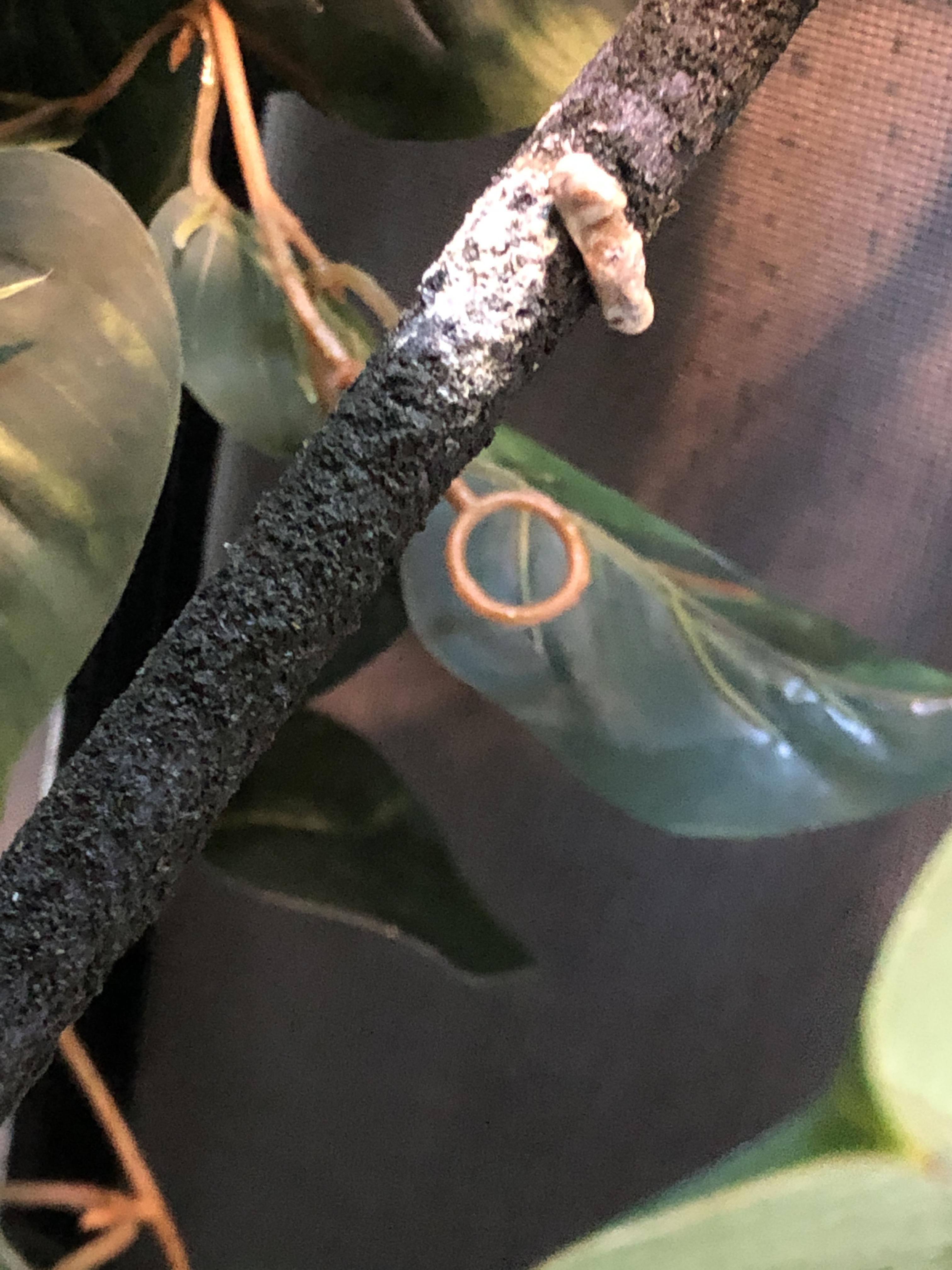 r/Chameleons - Cham not eating and sleeping during the day