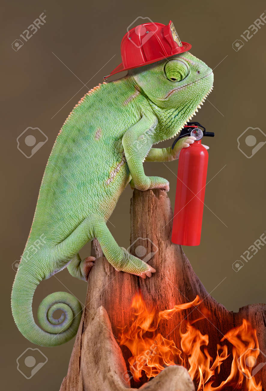 2800622-a-veiled-chameleon-is-wearing-a-firehat-and-holding-a-fire-extinguisher-while-looking-down-at-a-fire.jpg