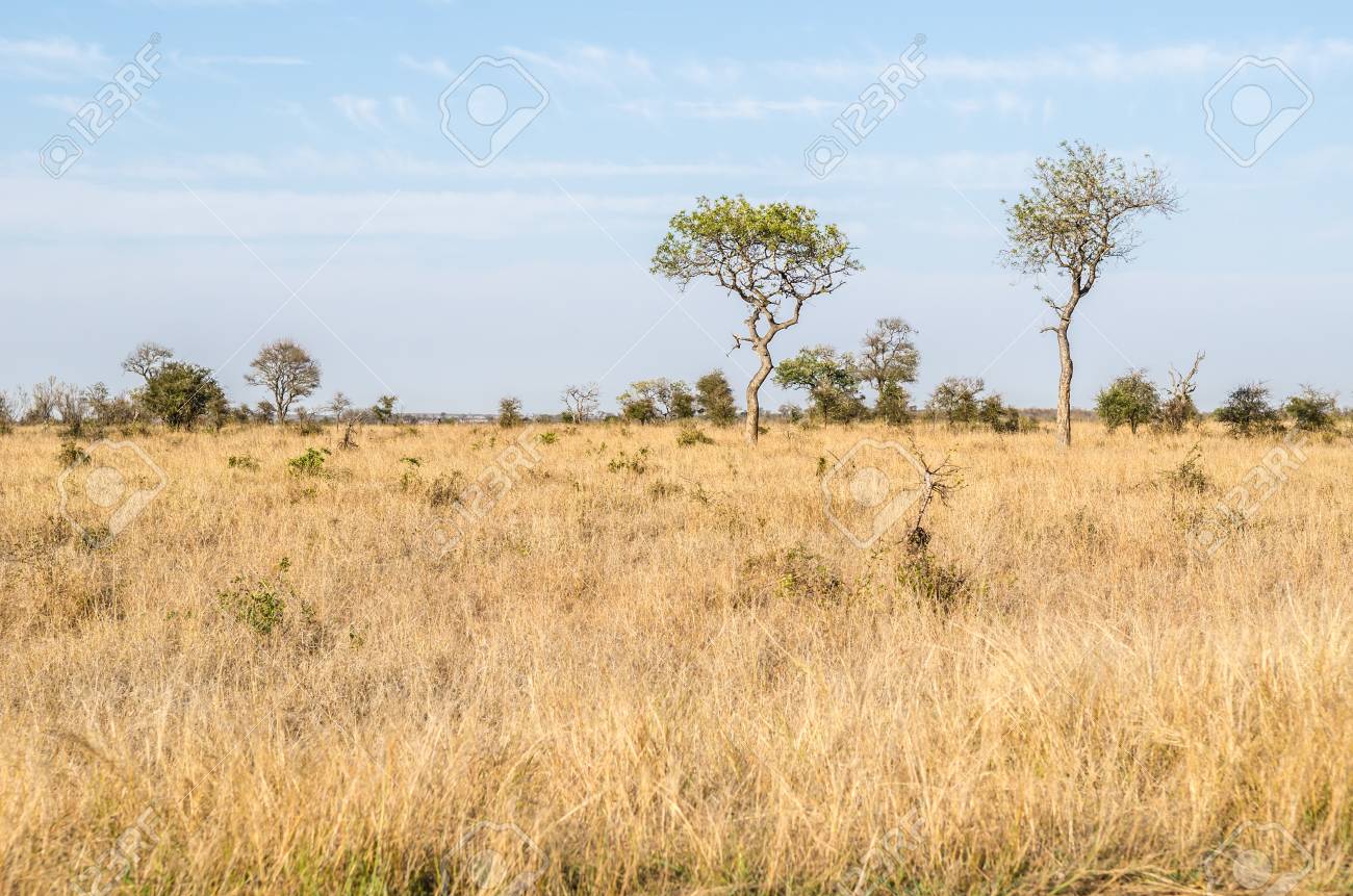 69418868-kruger-national-park-savannah-vegetation-yellow-grass-south-africa.jpg
