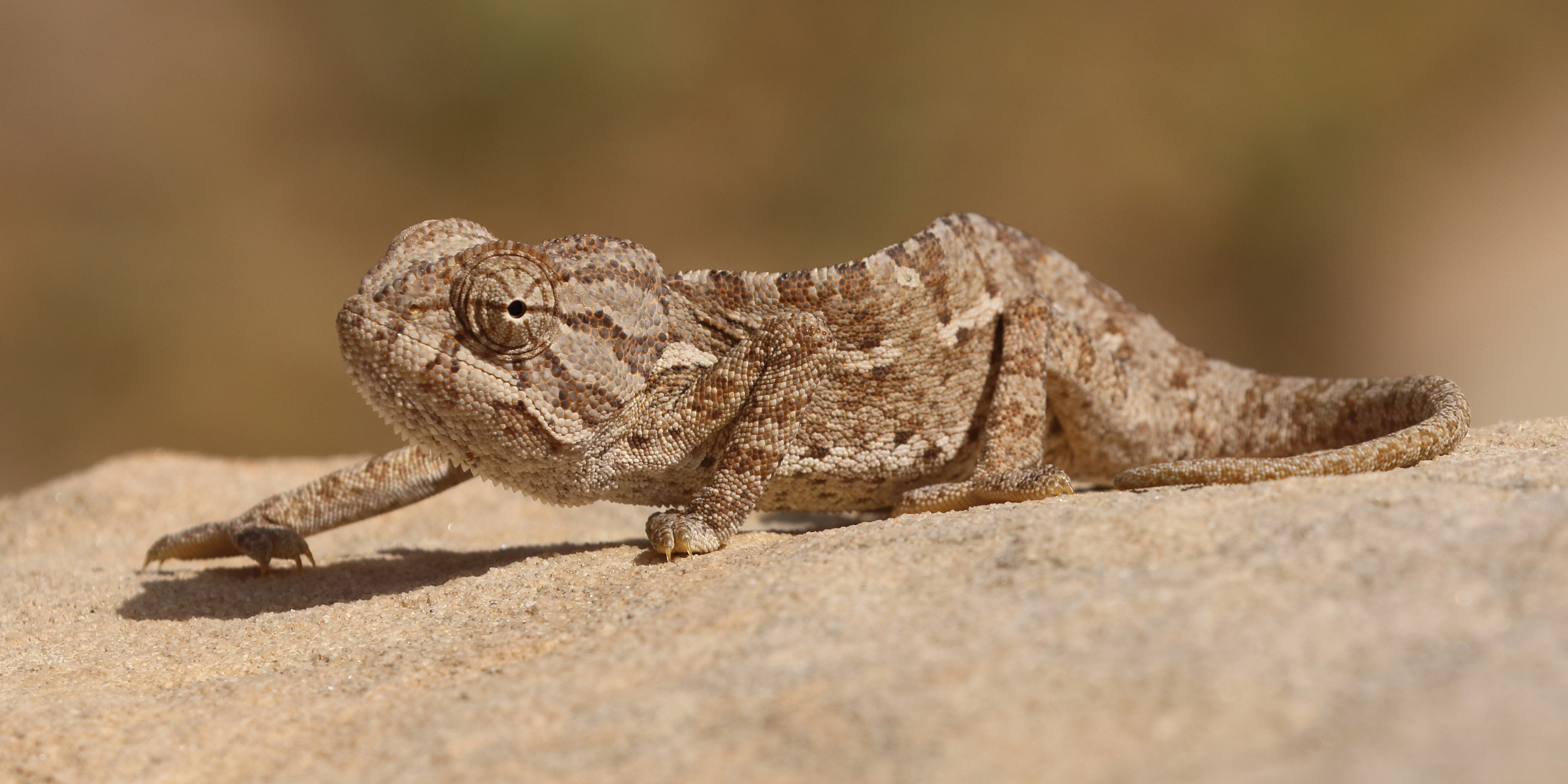 Mediterranean_chameleon_%28Chamaeleo_chamaeleon_recticrista%29.jpg