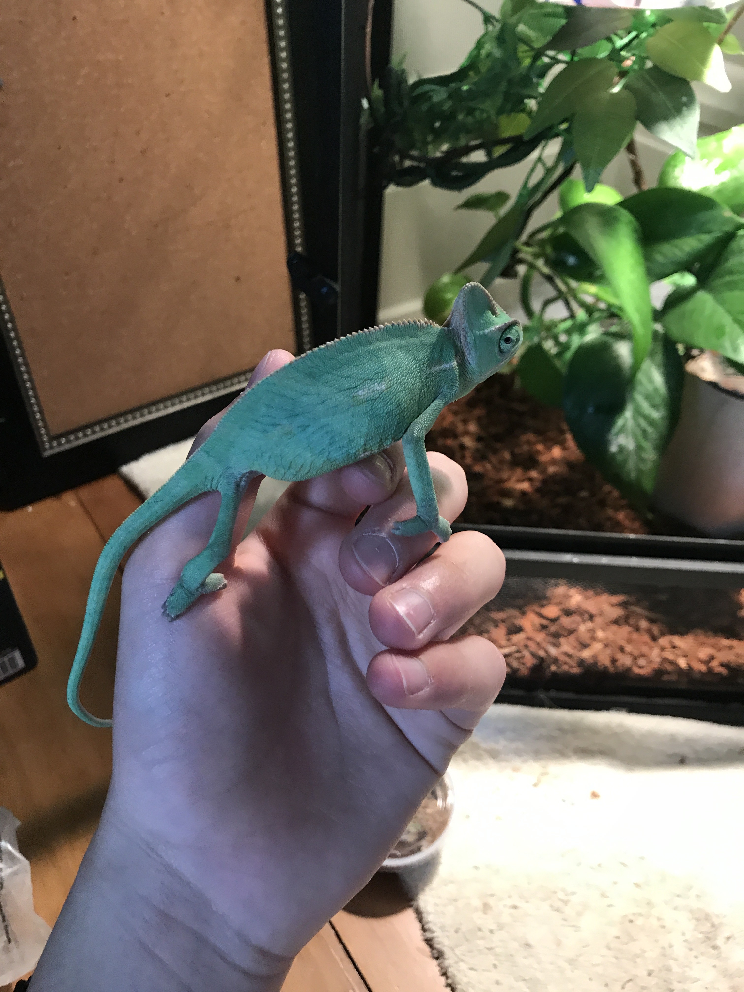 Is anything wrong with my chameleon? | Chameleon Forums