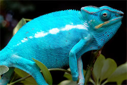 healthy chameleon