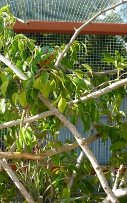 Chameleon Enclosure