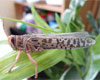 locust