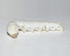 silkworm