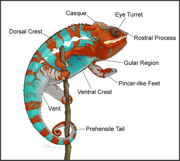 Chameleons Chameleon Forums