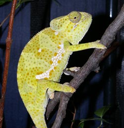 Flapneck Chameleon