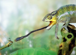 Food & Nutrition | Chameleon Forums