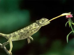 What do Jackson's chameleons eat?