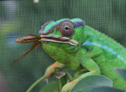 Chameleon Eating