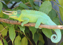 Jackson's Chameleon