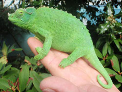 Female Jackson's Chameleon