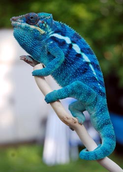 Panther Chameleon