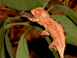 Panther Chameleon