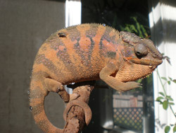 Female Panther Chameleon