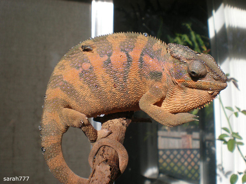 Panther Chameleon Chameleon Forums Panther Chameleon Chameleon Forums