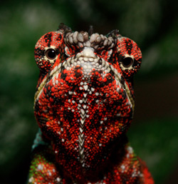 Panther Chameleon