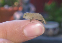 Baby Pygmy Chameleon