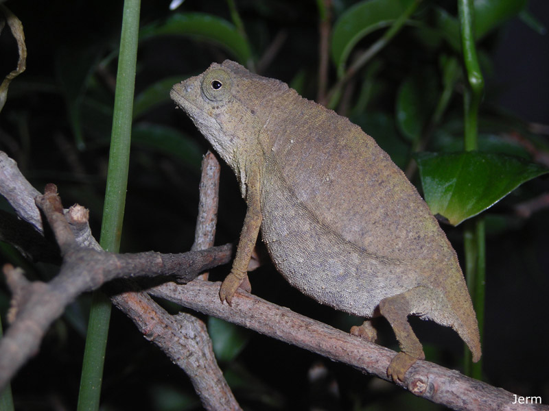 Pygmy Chameleon | Chameleon Forums