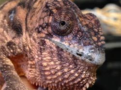 Chameleon upper respiratory infection