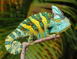 Veiled Chameleon