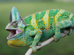 Veiled Chameleon