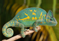 Veiled Chameleon | Chameleon Forums