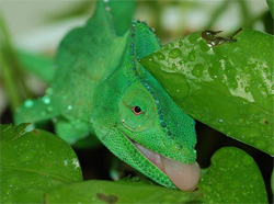 Chameleon Drinking