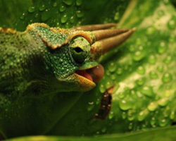 Chameleon Drinking