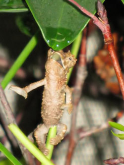 Chameleon Drinking