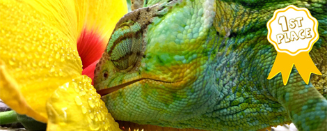 Chameleon Forums Chameleon Forums