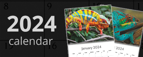 2024 Chameleon Calendar