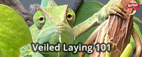 Veiled Chameleon Laying 101