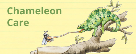 Chameleon Care Resources