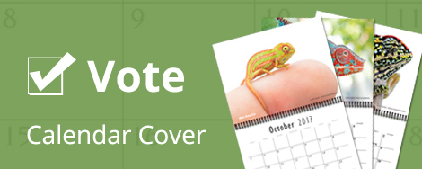 Chameleon Forums Chameleon Forums