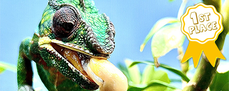 January 2026 Photo Contest Winner