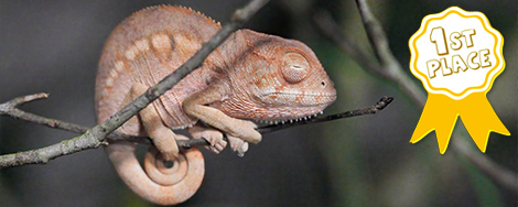 April 2026 Photo Contest Winner