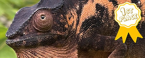 June 2026 Photo Contest Winner