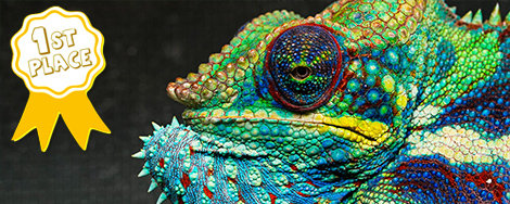 July 2026 Photo Contest Winner