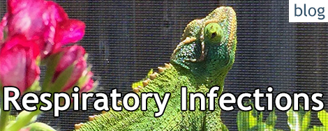 Chameleon Respiratory Infections