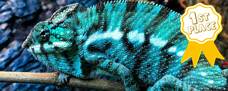 Chameleon Forums Chameleon Forums