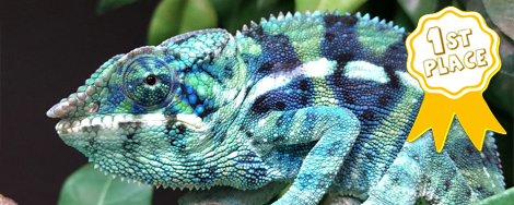 Chameleon Forums Chameleon Forums