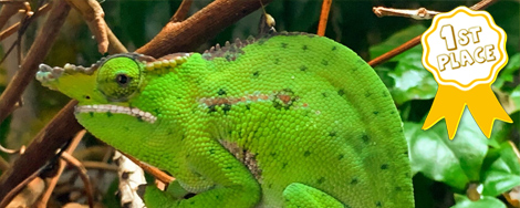 Chameleon Forums Chameleon Forums