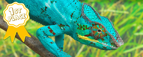 Chameleon Forums Chameleon Forums